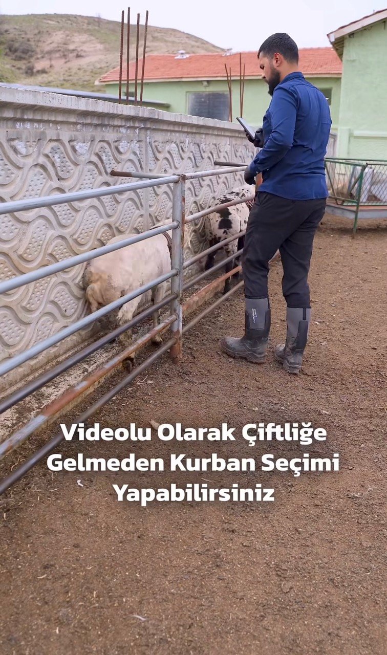 Görüntülü kuzu seçimi: çiftlikte kuzular tabletle görüntülü aramada gösteriliyor