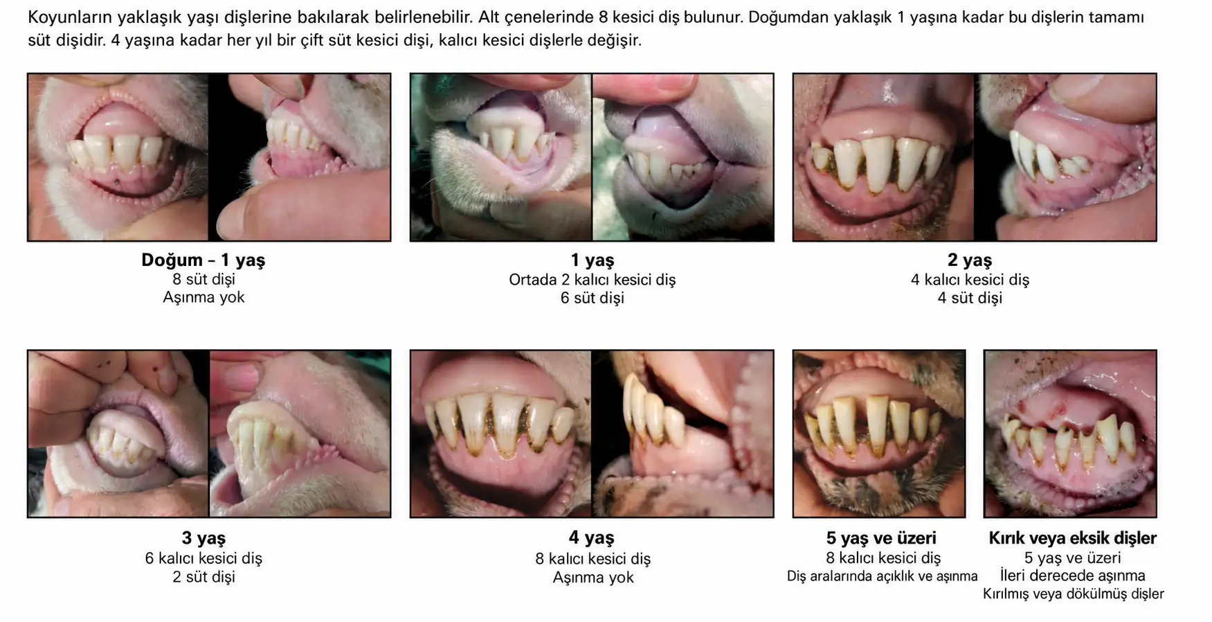 Koyunlarda yaşa göre kesici dişler: doğumdan 1 yaşa kadar 8 süt dişi, 1 yaşta 2, 2 yaşta 4, 3 yaşta 6, 4 yaşta 8 kalıcı kesici diş